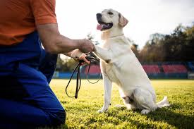 Online Pet Training Session